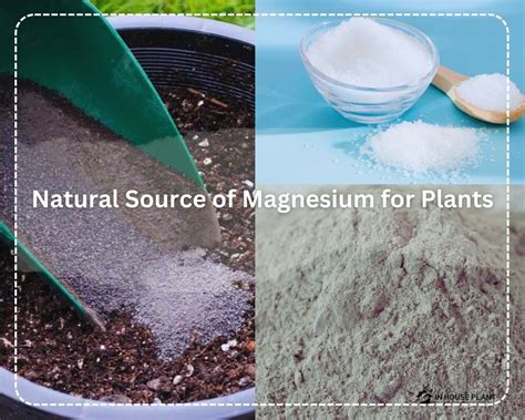 Magnesium Fertilizer for Plants: The 10,000-Word Ultimate Guide