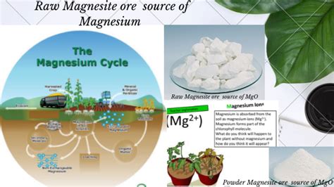 Magnesium Fertilizer for Plants: The Ultimate Guide to Maximizing Plant Health