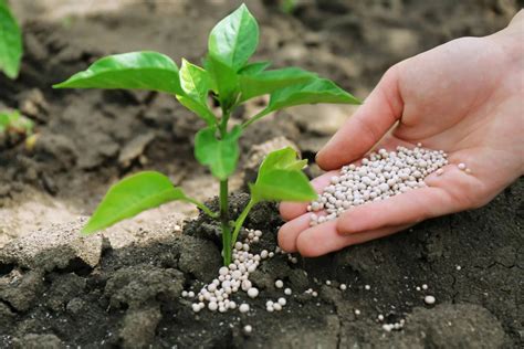 Magnesium Fertilizer for Plants: Unlocking 10,000 Benefits for Your Garden