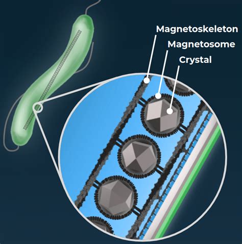 Magnetic Crystals: 5,741 Surprising Facts and Applications