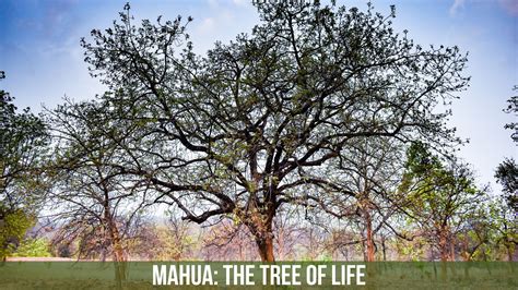 Mahua The Tree of the Poor 1st Edition Reader