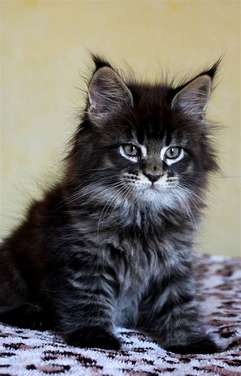 Main Coon kittens