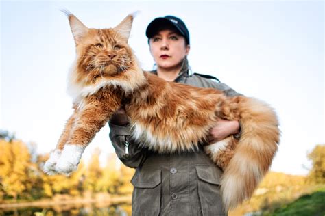 Maine Coon: The Gentle Giant Among Cats