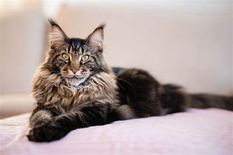 Maine Coon 香港：深入了解迷人的巨型貓咪