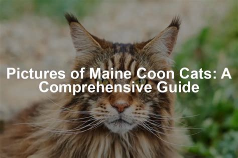 Maine Coon Cats Price: Comprehensive Guide with $10,000+ Insight