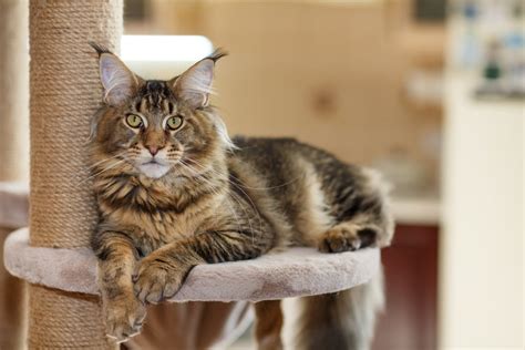 Maine Coon Preço