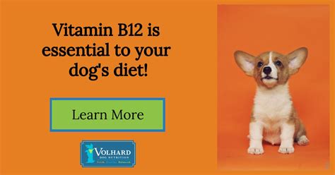 Maintaining Canine Well-being: The Essential Role of Vitamin B12 for Dogs