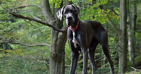 Maiores Raças de Cachorro