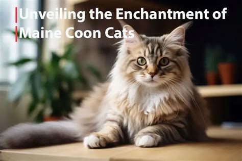 Majestic Companions: Embracing the Maine Coon's Enchanting Presence