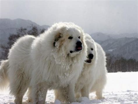 Majestic Pyrenean Mountain Dogs: Guardians of the Pyrenees