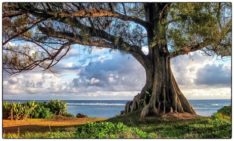 Majestic Trees