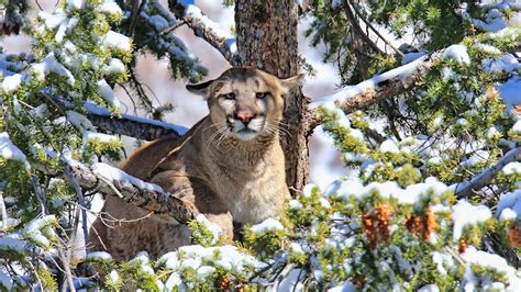 Majestic Unveiling: Mountain Lion Fur