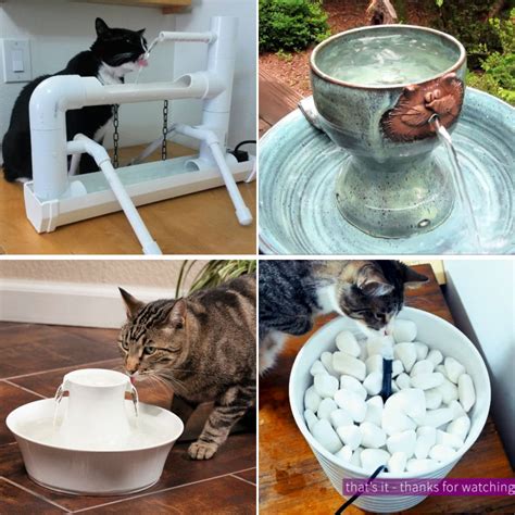 Make sure your cat has access to fresh water at all times.