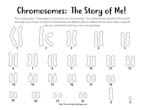 Making A Karyotype Answer Key Doc