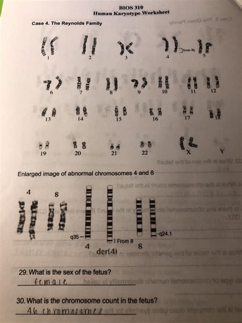 Making Karyotypes Answer Key Doc