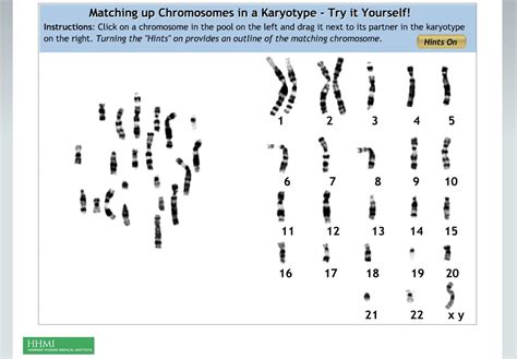 Making Karyotypes Answers Epub