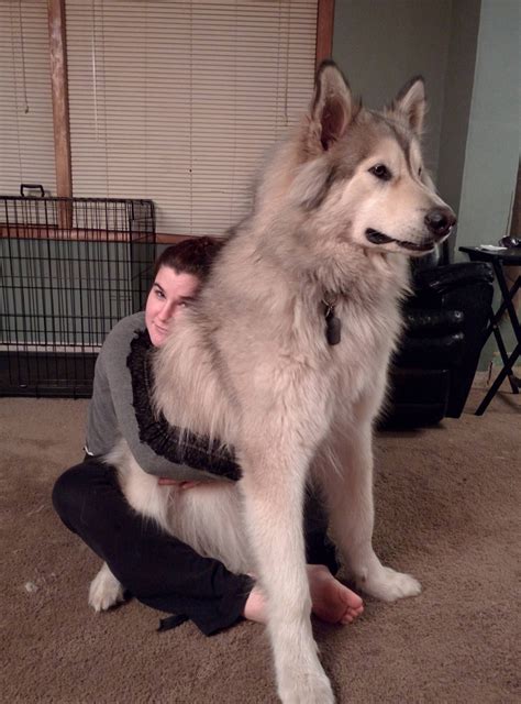 Malamute Alsatian Cross: A Gentle Giant with the Heart of a Wolf