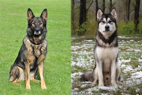 Malamute Cross Alsatian: A Comprehensive Guide