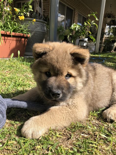 Malamute and Chow Mix: A Guide to the Perfect Family Dog