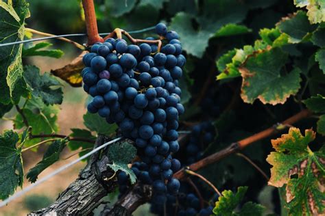 Malbec essencial: tudo o que você precisa saber sobre a uva argentina mais famosa