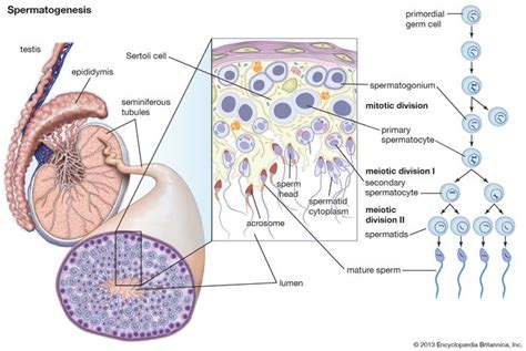 Male Anatomy and Spermatogenesis: