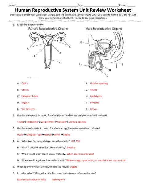 Male And Female Reproductive System Answer Sheet Epub