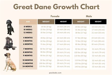 Male Great Dane Growth Chart