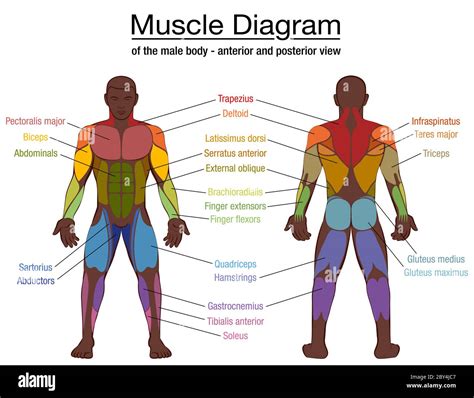 Male Muscle Chart