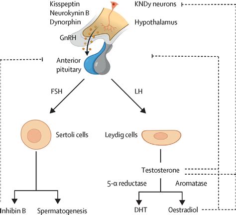 Male Reproductive Dysfunction Diagnosis and Management of Hypogonadism Reader