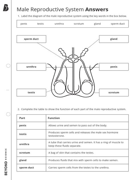 Male Reproductive System Answer Key High School Epub