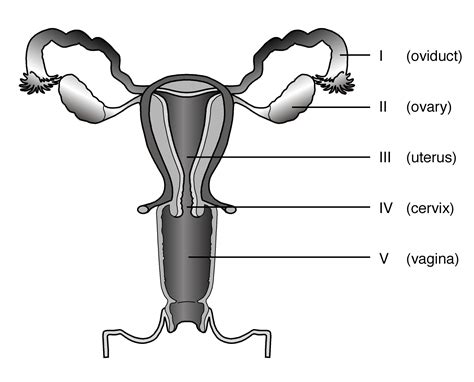 Male Reproductive System Blank Diagram And Answers Reader