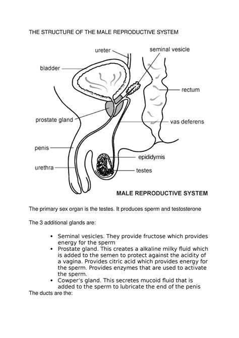 Male Reproductive System Se 10 Answers Kindle Editon