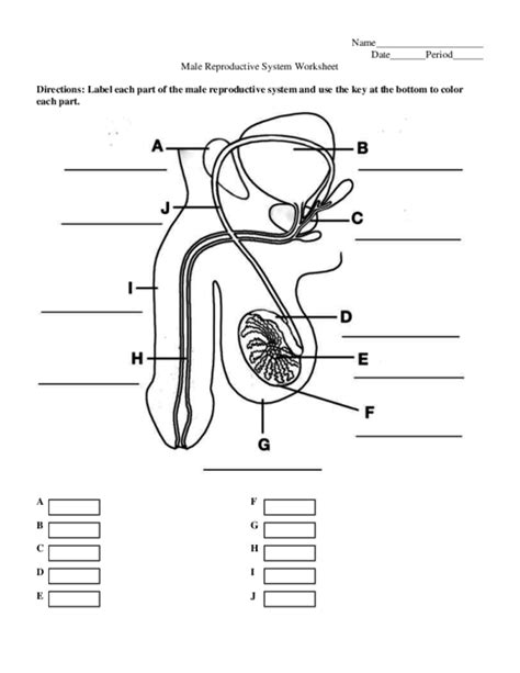 Male Reproductive System Worksheet Answer Key Instructional Fair Reader