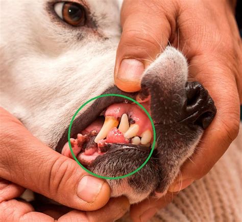 Malignant Tumor in Dogs' Mouth: A Comprehensive Guide