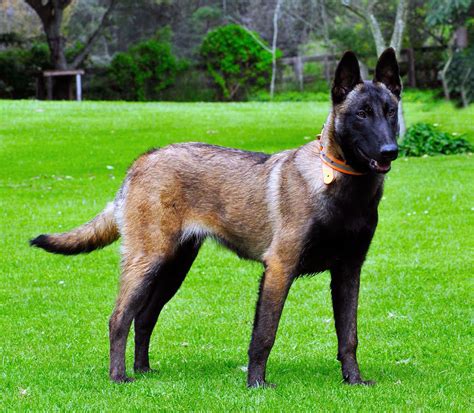 Malinois