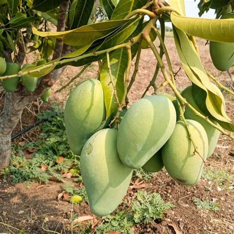 Mallika Mango: The King of Mangoes