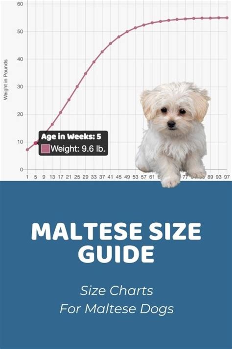 Maltese Dog Size Chart