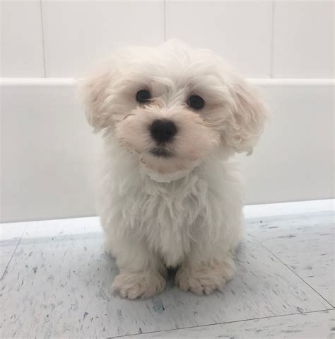 Maltese Puppy Small Dogs for Sale Latah County: A Guide to Finding Your Ideal Companion