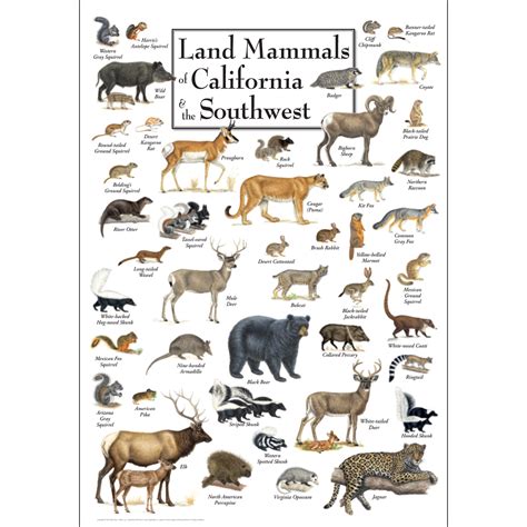 Mammals of California Kindle Editon