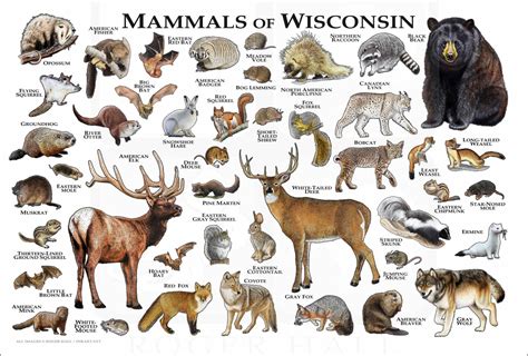 Mammals of Wisconsin Field Guide (Mammals Field Guides) Kindle Editon