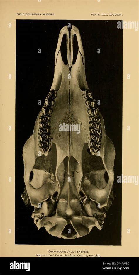 Mammals of the West Indies... PDF