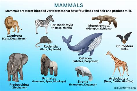 Mammaly: The Ultimate Guide for 2025