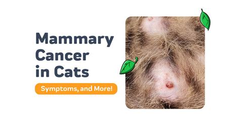 Mammary Cancer in Cats: Everything You Need to Know