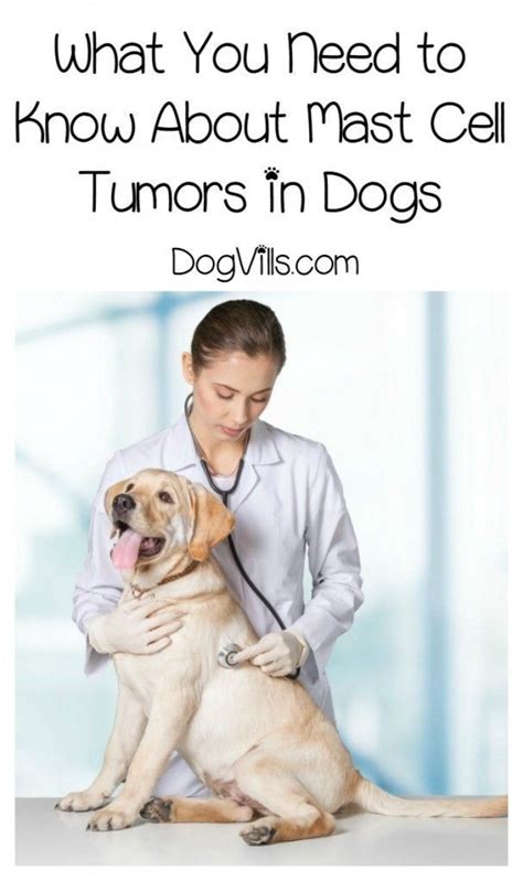 Mammary Tumors in Dogs: Everything You Need to Know