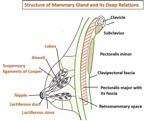 Mammary glands: