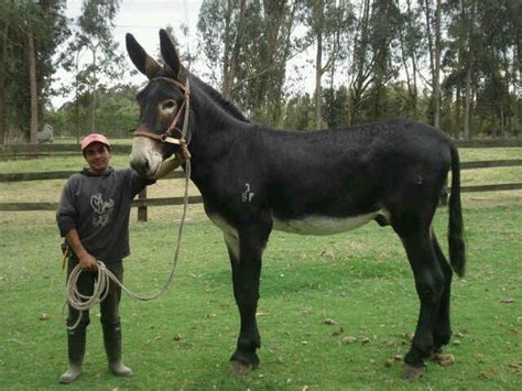 Mammoth Donkeys: