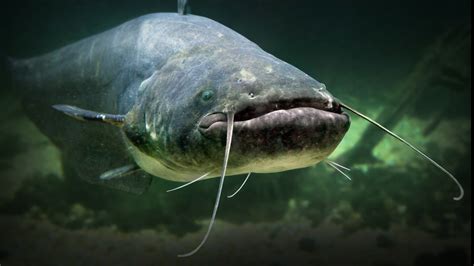 Man Eaten by Catfish: A Spine-Tingling Incident and Its Shocking Aftermath