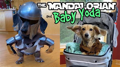 Mandalorian Dog Costume: A Guide to Dressing Up Your Pup in Star Wars Style