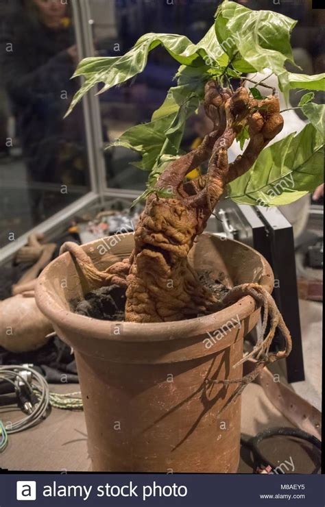 Mandrake: The Enchanting Plant of Harry Potter