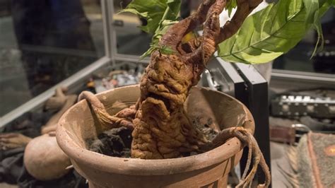 Mandrake Plant: Harry Potter's Cry-Inducing Wonder